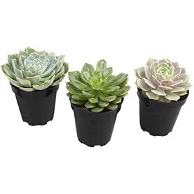 Komodo Desert Succulent Plant Yellow Green; 1ea-3 pk